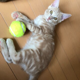 人懐こさ＆クリーム色が魅力な美猫