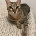 【再掲】人見知りだけど、慣れたら超甘えん坊