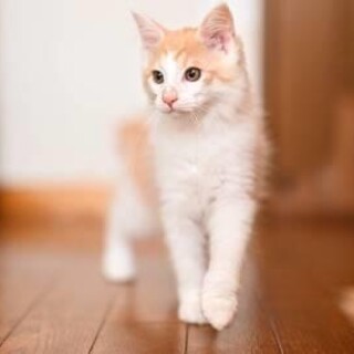 スピラー♡しあわせにゃんこになりました