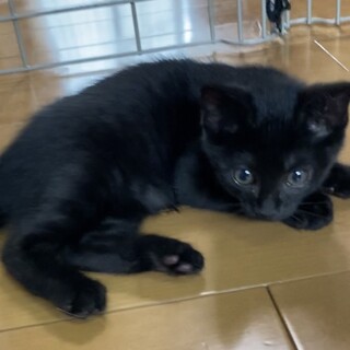 元気いっぱい運動神経抜群の三兄妹の黒猫君♡