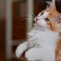 ショウ♡しあわせにゃんこになりました