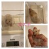 ゴールデンハムスターの赤ちゃん　7/10生まれ サムネイル2