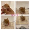 ゴールデンハムスターの赤ちゃん　7/10生まれ サムネイル3