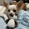 xxxぼちこxxx