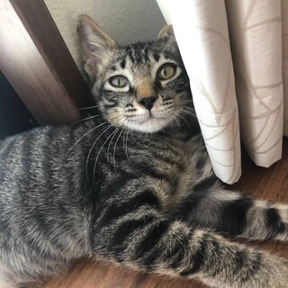 推定2.5ヶ月  オス