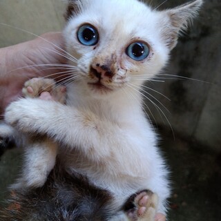 台風の日に迷子になった子猫ちゃん
