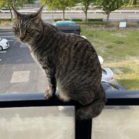 侘助
