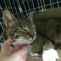 お母さん猫『おこげちゃん♀』避妊済み