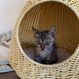 お膝大好き♡甘えん坊のクーちゃん　2ヶ月♂