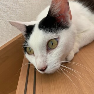 天使の羽♡らいかちゃん