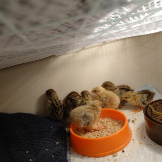 ヒメウズラの雛