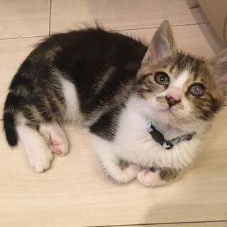 【8/1千葉譲渡会】人慣れ抜群♪可愛いかんちゃん