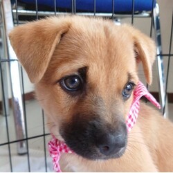 縁の会 犬猫譲渡会 サムネイル2