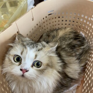 美猫ちゃこ