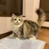 美猫ちゃこ サムネイル3