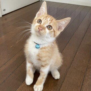 社交的で元気な男の子★茶太郎くん