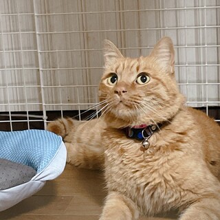 甘えん坊の 茶トラくん