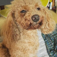こんこん