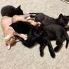 6匹の子猫と母猫里親募集 サムネイル4