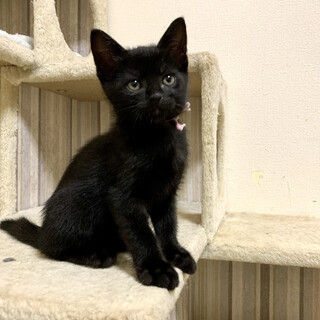 6匹の子猫と母猫里親募集