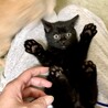 6匹の子猫と母猫里親募集 サムネイル2