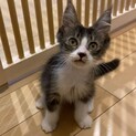 【ちりめん】おかげさまで里親様が決まりました。