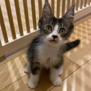 【ちりめん】おかげさまで里親様が決まりました。
