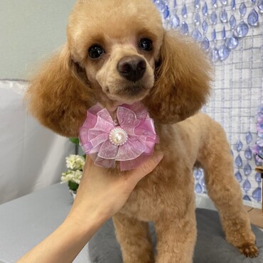 一才のお誕生日前にトリミングでスッキリ