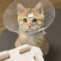 リュカ