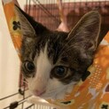 【こもん】おかげさまで里親様が決まりました。