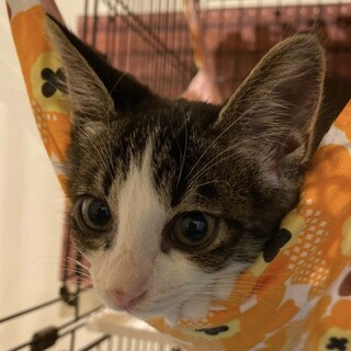 【こもん】おかげさまで里親様が決まりました。