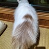 里親決定しました サムネイル5