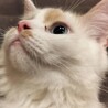 里親決定しました サムネイル6