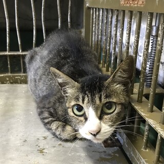 幼いお顔の２匹に安心出来る暮らしを下さい