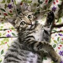 ⭐甘えんぼのキジ仔猫ちゃん、里親募集中⭐
