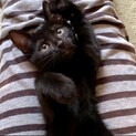 6匹の子猫と母猫里親募集