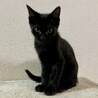 6匹の子猫と母猫里親募集 サムネイル4