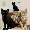 6匹の子猫と母猫里親募集 サムネイル5