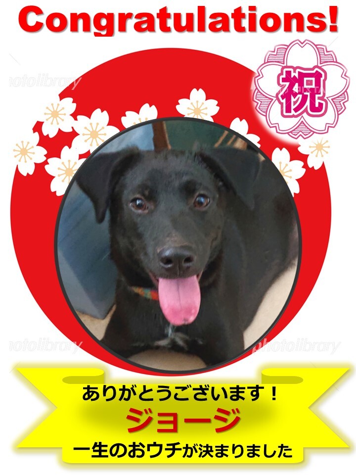 決まりました ジョージ君 Rescue Pawのペットログ 372 ペットのおうち 月間利用者150万人