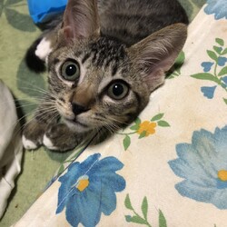 三重県桑名市８月８日(日）第１１８回リトルパウエイド猫の譲渡会