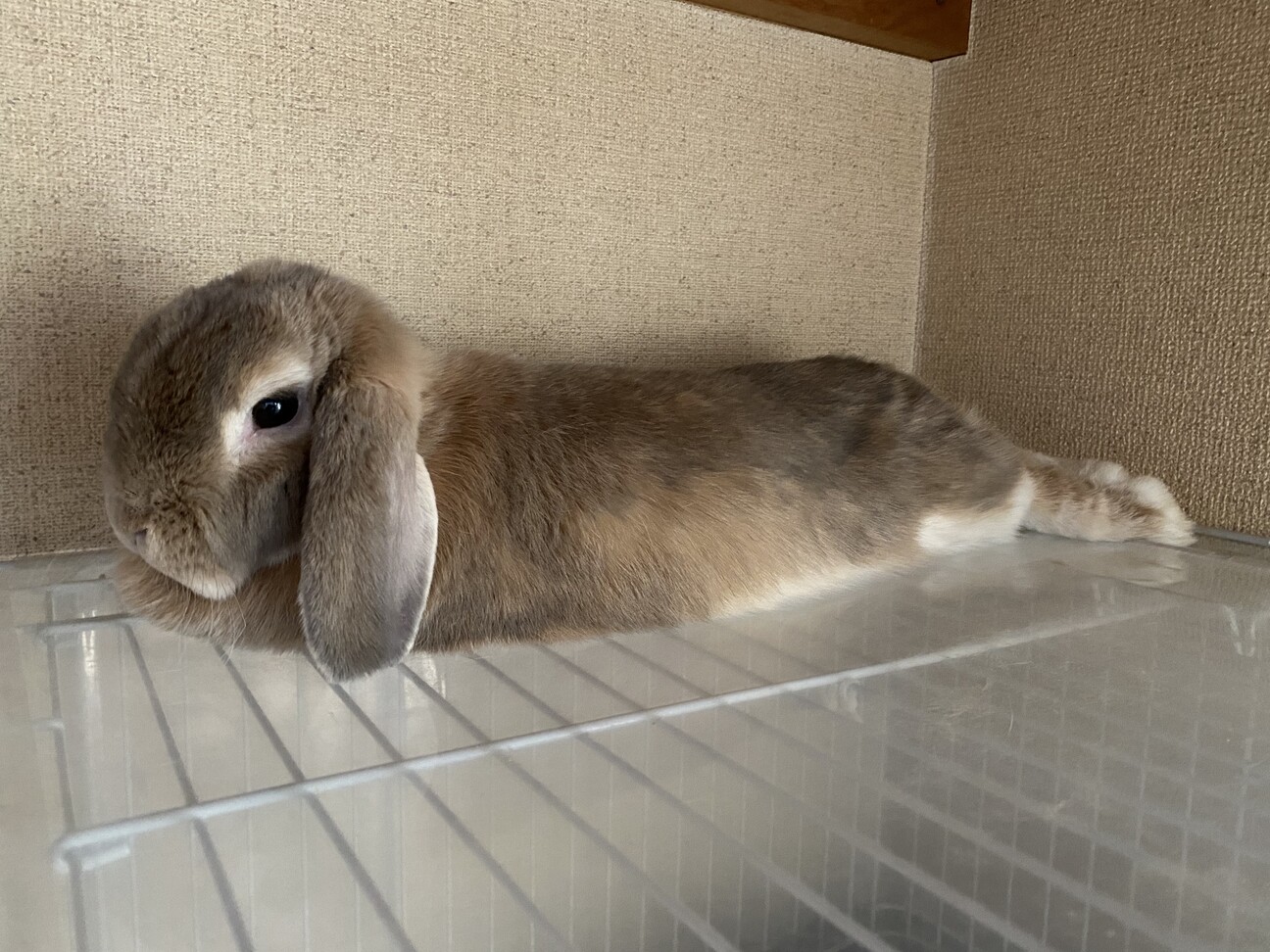 うさぎ ロップイヤー メ 千葉県 小動物の里親募集 ペットのおうち 月間利用者150万人