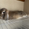 うさぎ　ロップイヤー　メス　1歳半　去勢済み