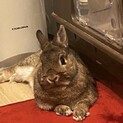 うさぎ　ネザーランド　メス　1歳半　去勢済み