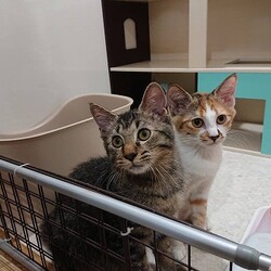 猫の譲渡会in長崎市 浜町アーケード好文堂さん