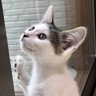 【9/12芝浦】梨泰院クラスのセロイ似のみぞれ