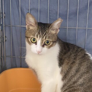 アイラインくっきり 美猫あさこちゃん