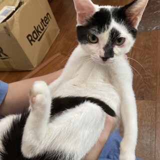 白黒の牛柄イケメンくん