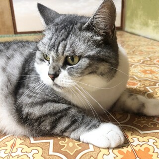 キャンセルのため　血統書付スコティッシュフォールド