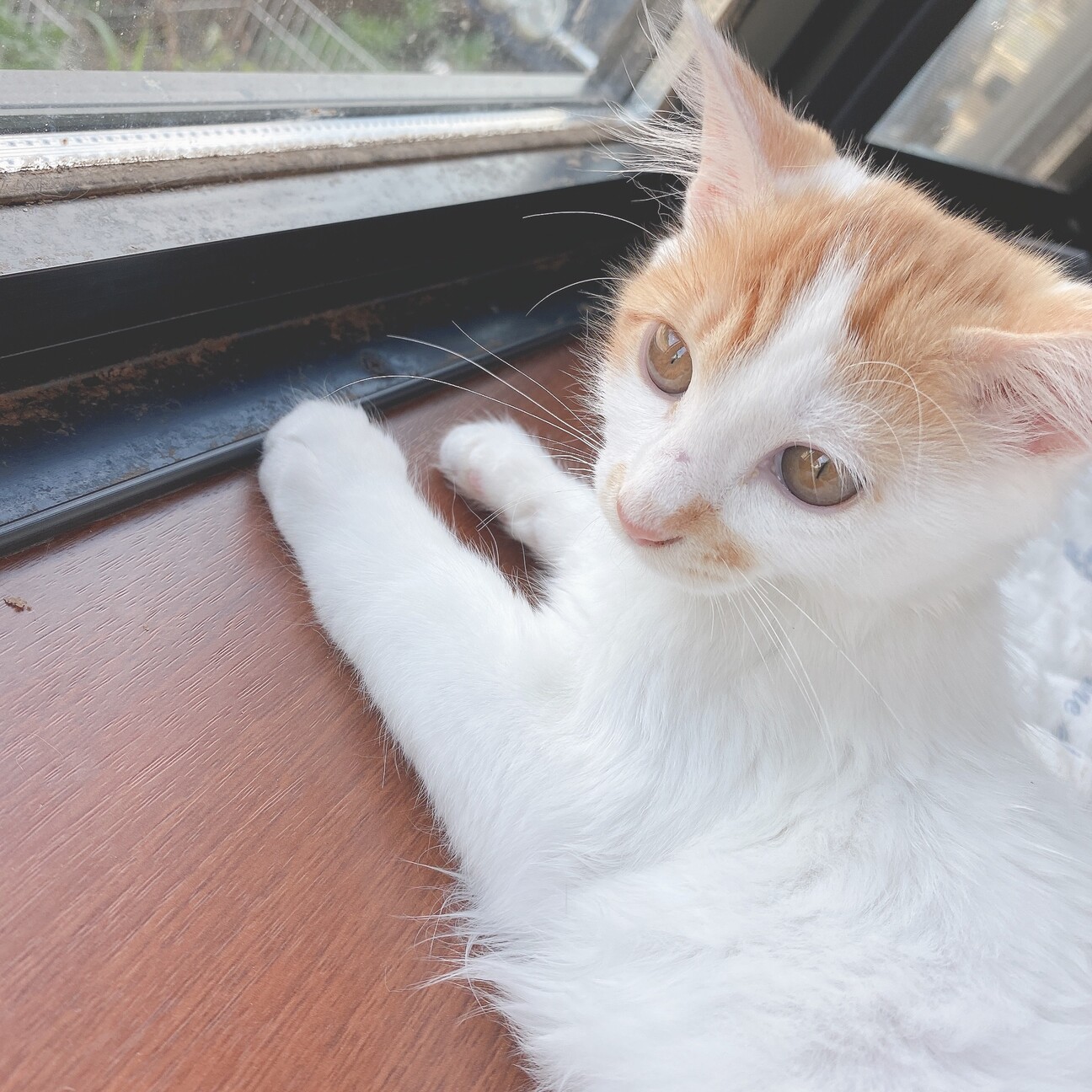 やんちゃな子猫の里親募集」栃木県 - 猫の里親募集(375188) :: ペット