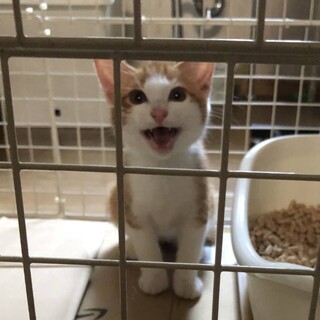 ヘソ天スリゴロ♪ 茶トラの子猫